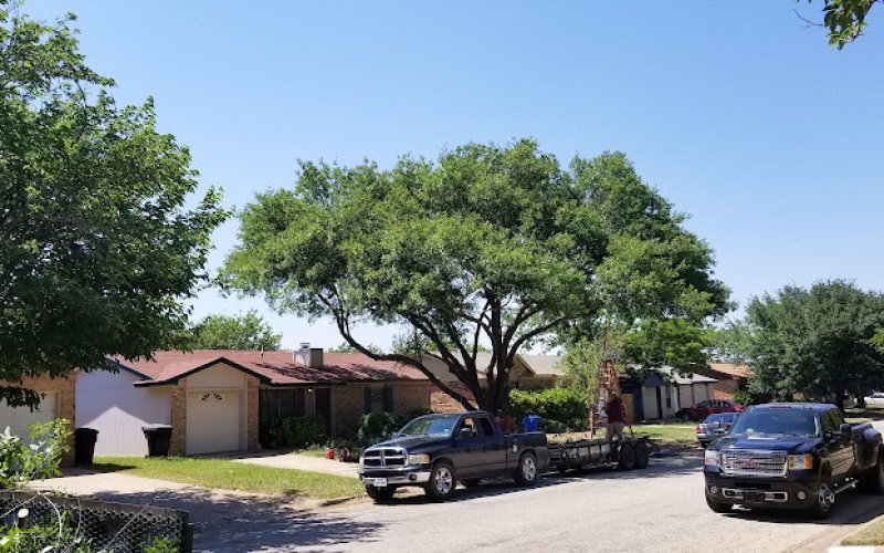 A Cutt Above Tree Service