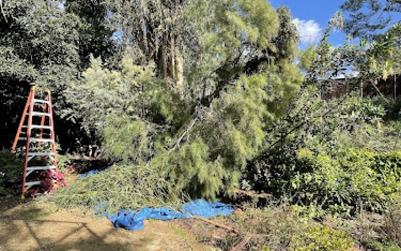 JR's Tree Service and Landscape