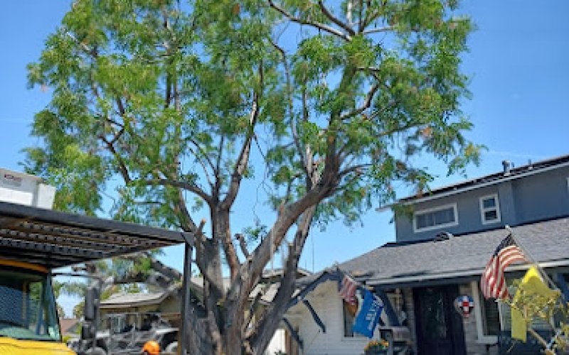C&A Tree Care Services Inc