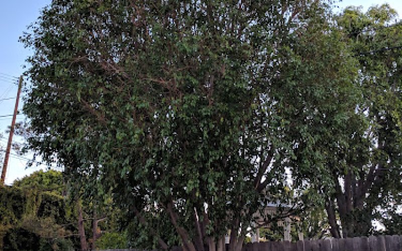 Citywide Tree Landcare Inc.