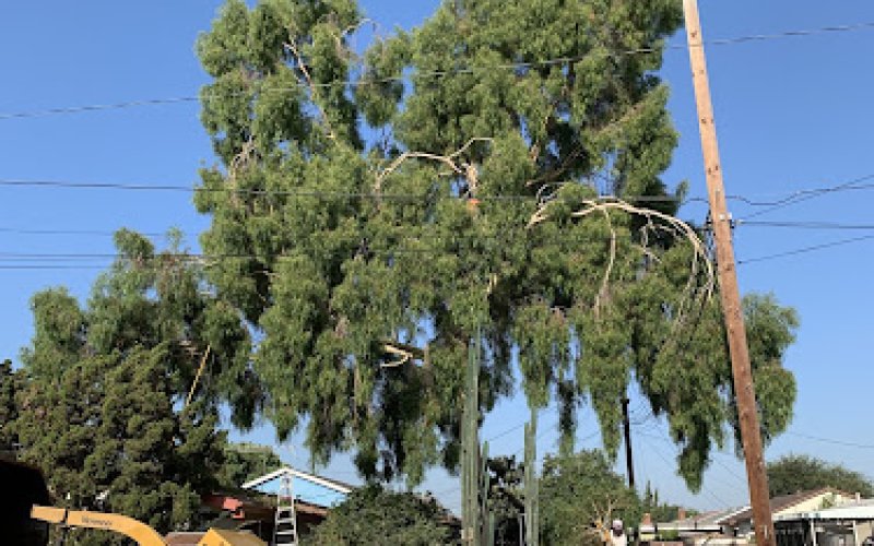 Freddy's Tree Service