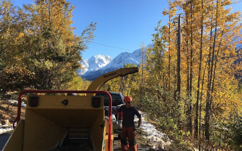 Boreal Tree Care