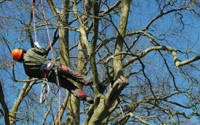 Carlos Tree Service