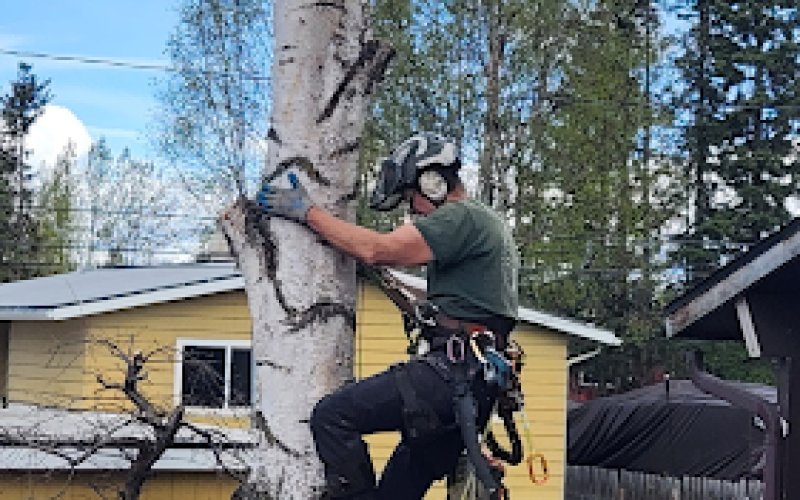 Paul's Tree Service