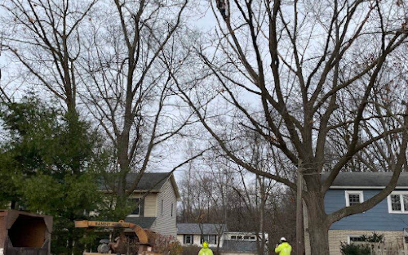Highland Tree Services
