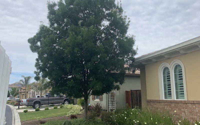 Flores Tree