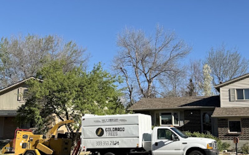 Colorado Trees