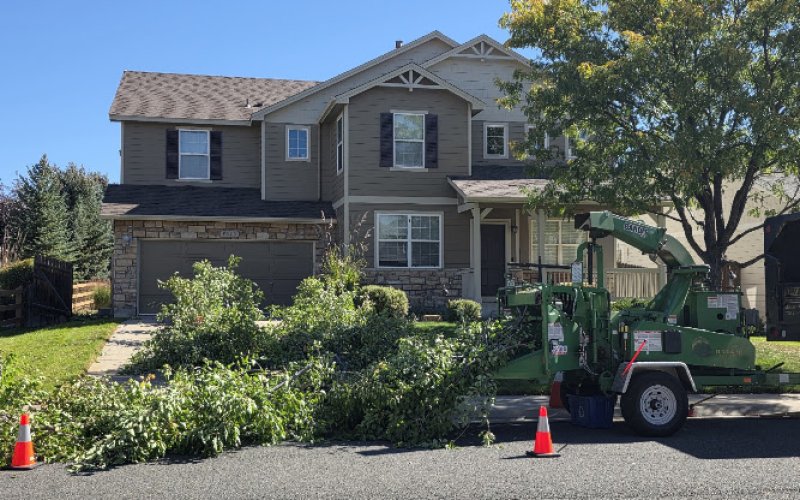 Elaborate Tree Tender
