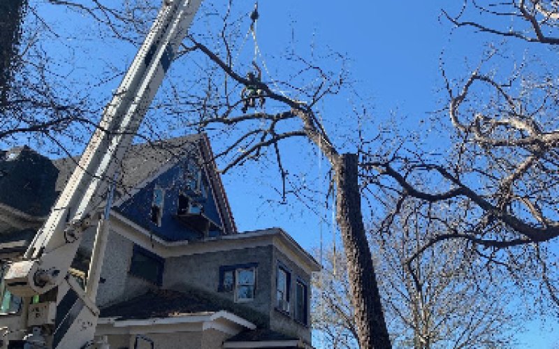 Arbor Pros Tree Service — Tree service in Asheville