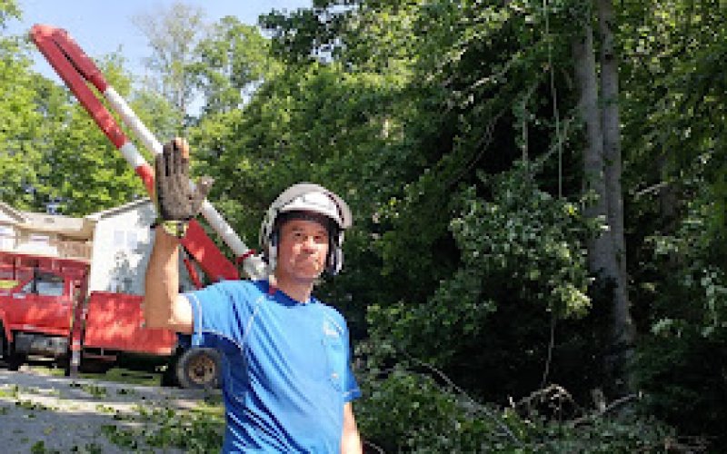 Organic Tree Services. — Tree service in Asheville