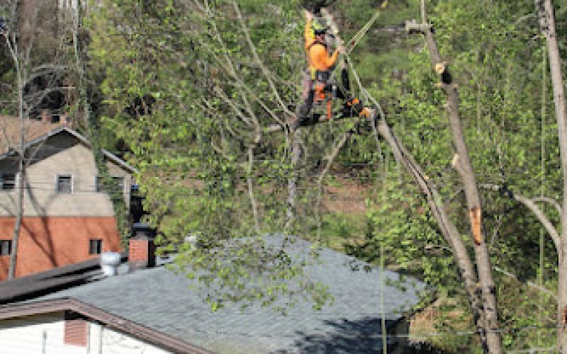 Thrive Tree Care and Consultancy — Arborist service in Asheville