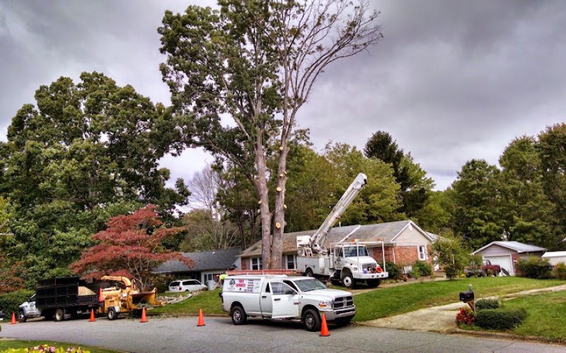 Top Notch Tree Care LLC — Tree service in Asheville