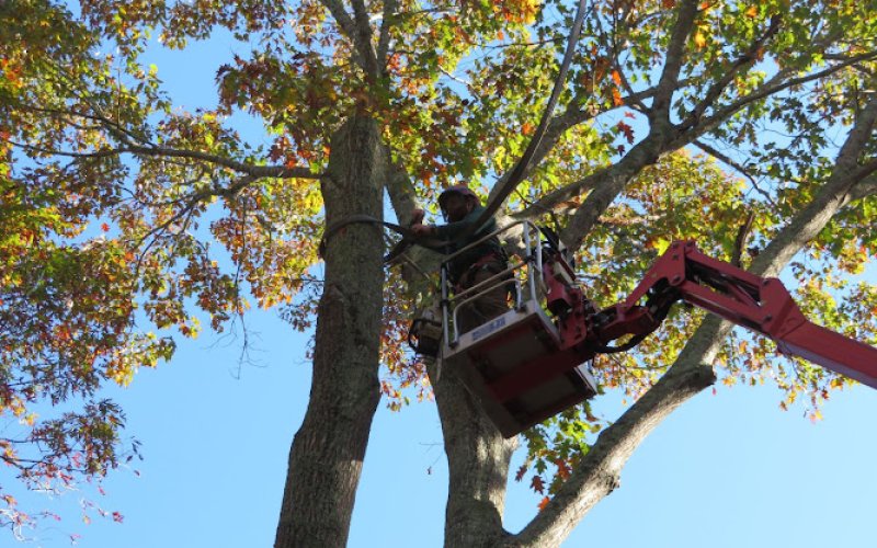Classic City Arborists
