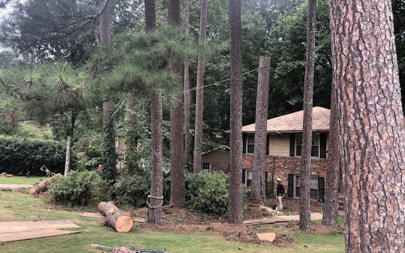 Peachtree Arborists