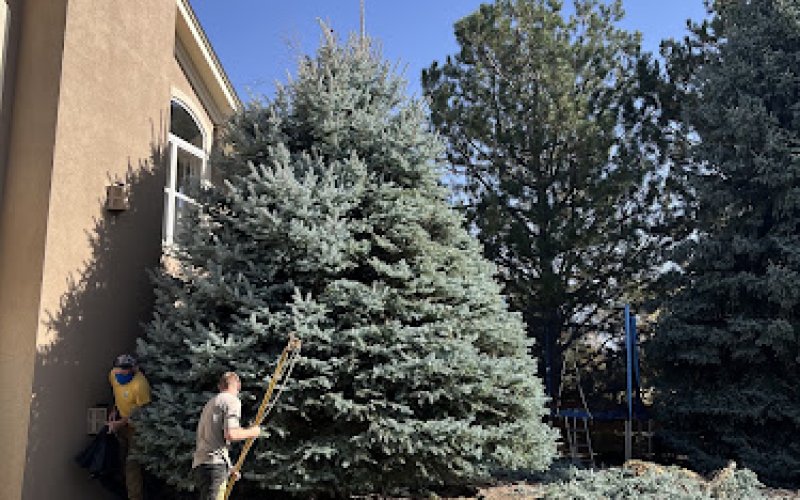 Great Western Tree Care