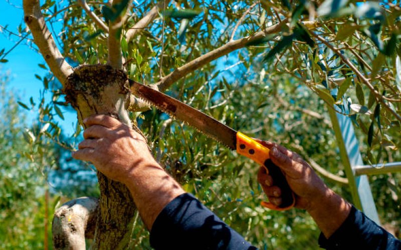 Royal Tree Care