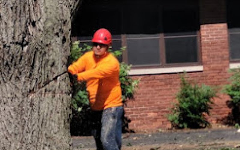 Angeles Tree Service, Inc