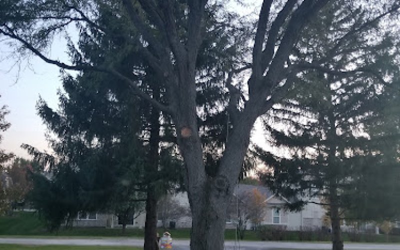 Juan Lopez Tree Service