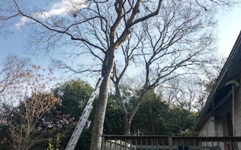 Chico's Tree Love & Care
