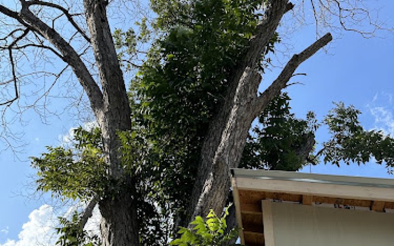 The Texas Tree Doctors