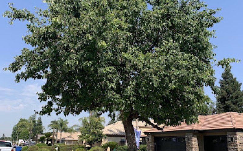 AB Tree Doctor