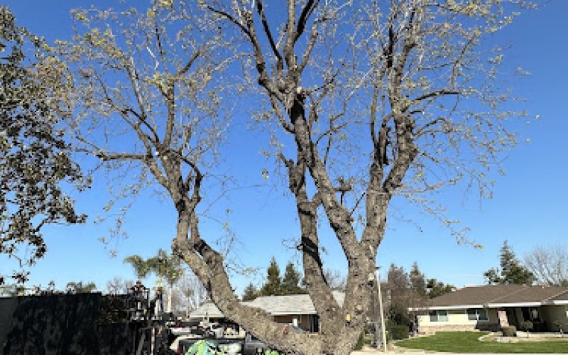 EMPIRE TREE SERVICE INC