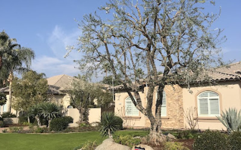 Salas Tree Service