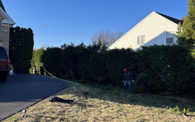 Maryland Professional Tree Services