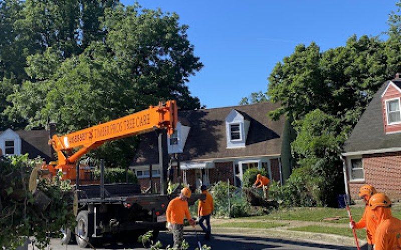 Timber Pros Tree Care LLC