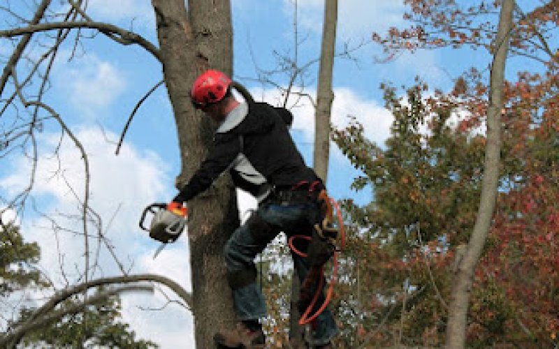 Downey Tree Care