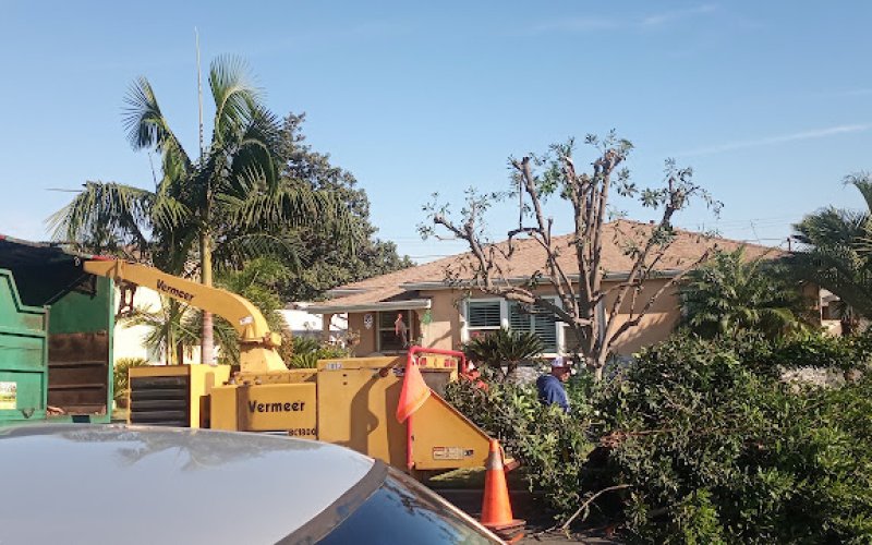 Yuman Tree Service