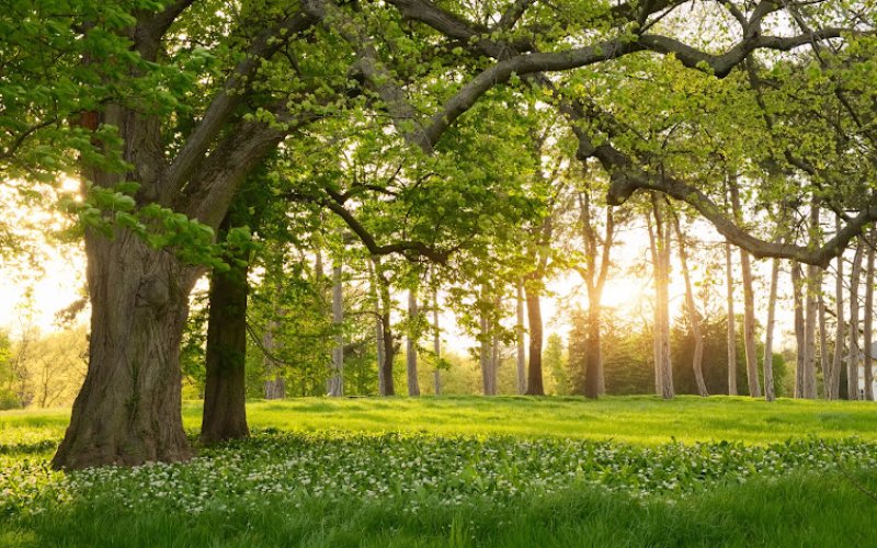 AAA Tree Experts — Tree service in Belmont