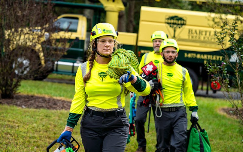 Bartlett Tree Experts — Tree service in Belmont