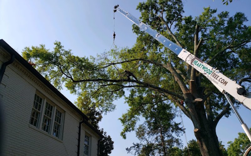 Heartwood Tree Care — Tree service in Belmont