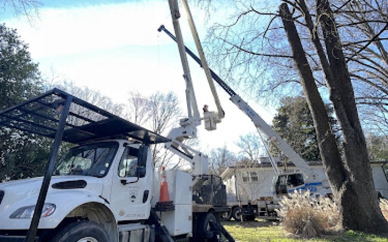 Marc's Tree Service — Tree service in Belmont