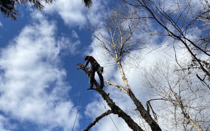South Charlotte Tree Service — Tree service in Belmont