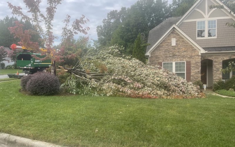The Davey Tree Expert Company — Tree service in Belmont