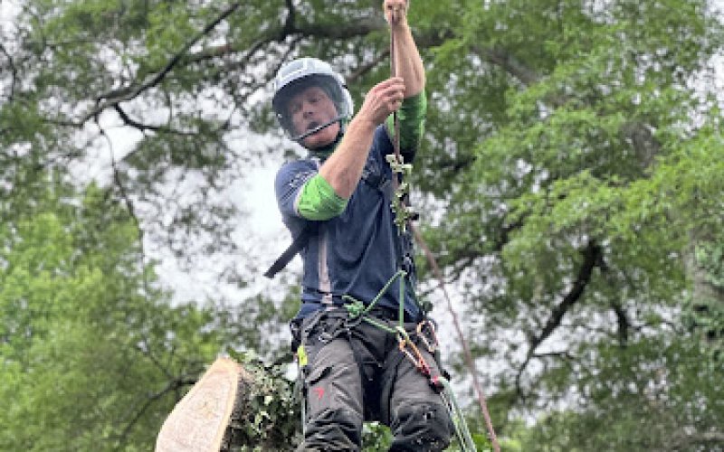 TreeCare LLC — Tree service in Belmont