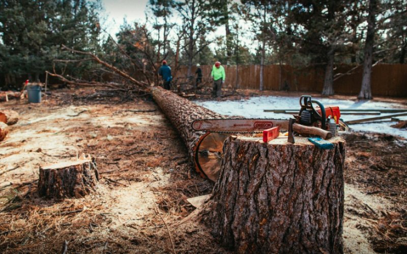 Arbor Tree Care LLC