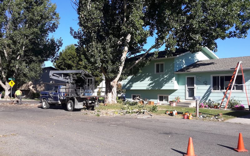 Frontier Tree & Pest Control