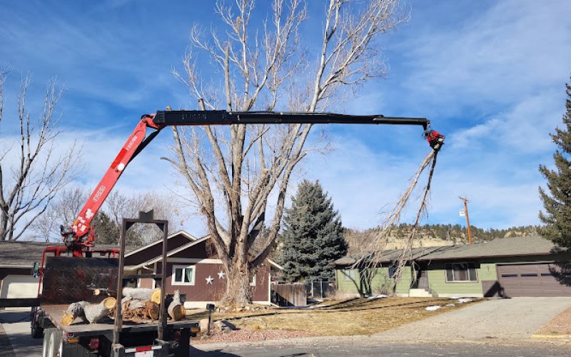 Make Like a Tree: Professional Tree Care llc.