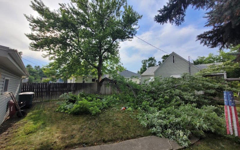 Precision Tree Care