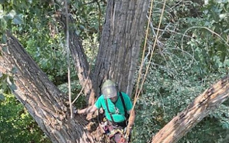 Idaho Tree Preservation