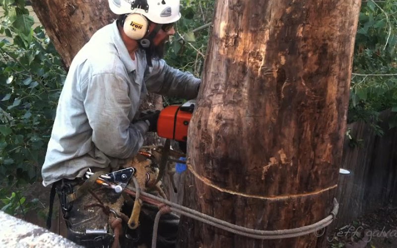 Boulder Tree Care