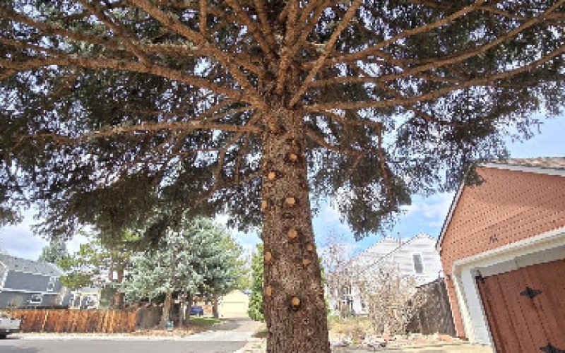 Boulder Valley Tree