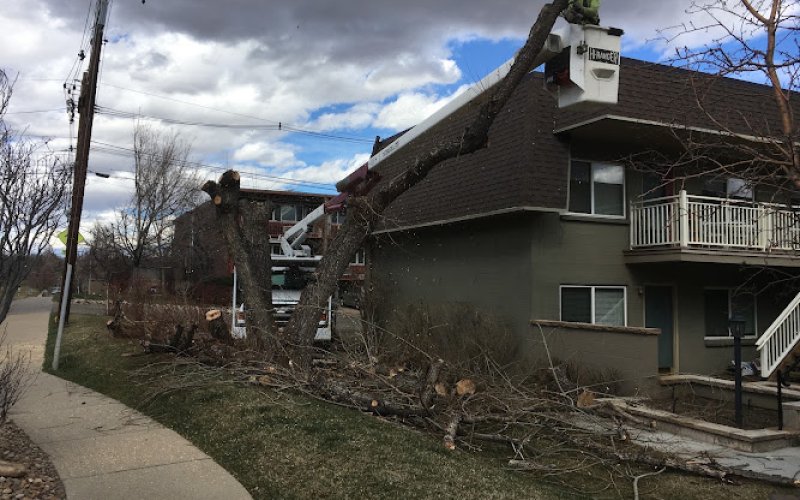 Mountain Tree Care