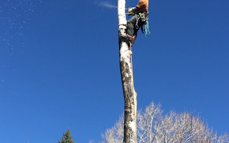 TLC Tree Expert Inc