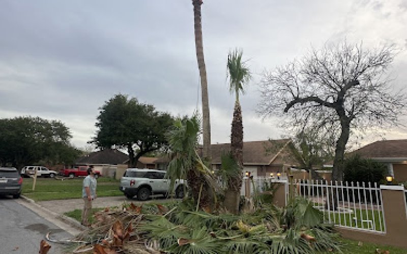 Ed’s Tree Specialists — Tree service in Brownsville