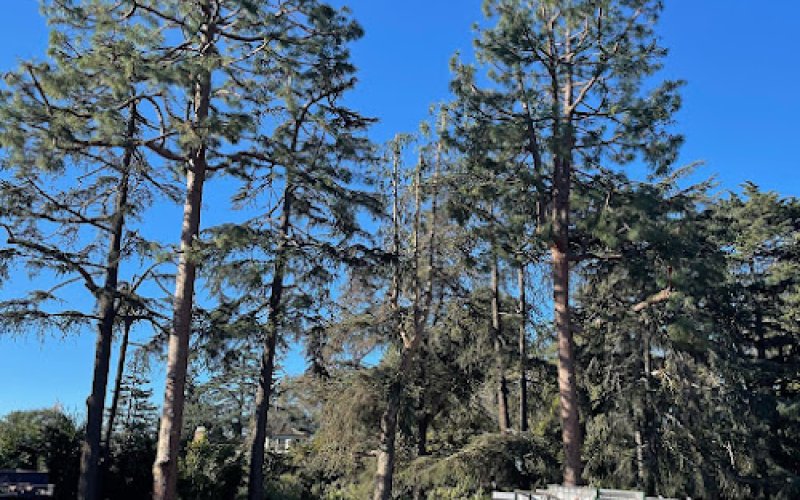 Pacific Tree Care