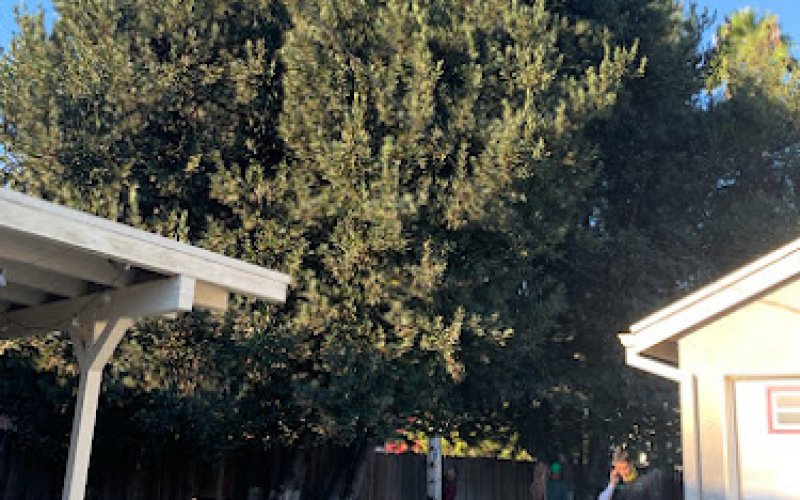 Rock's Tree & Hillside Service Inc.